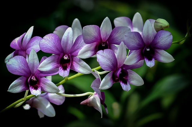 where-to-go-in-asia-sulawesi-National-Orchid-Garden-of-Singapore