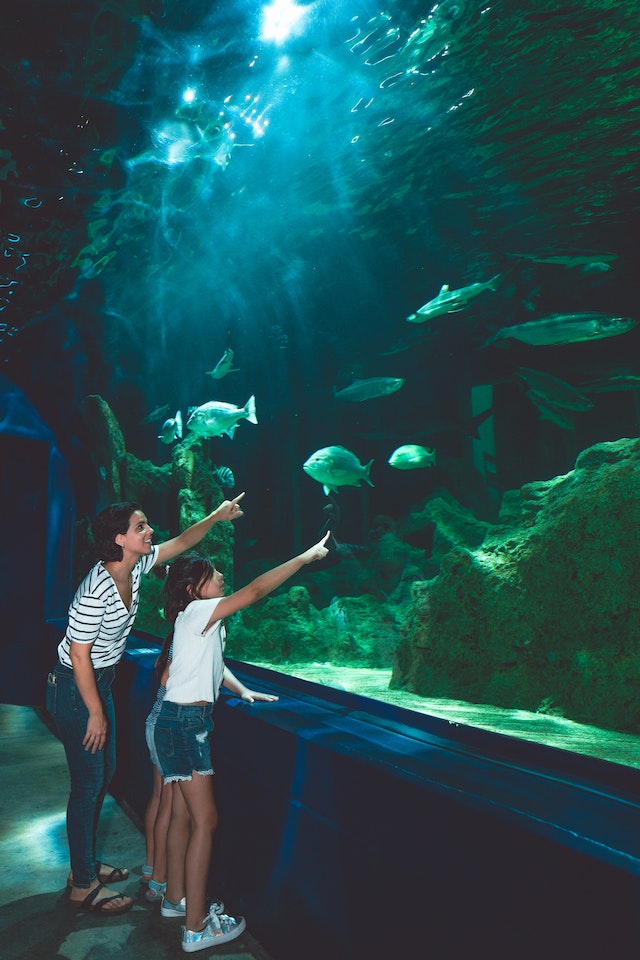 where-to-go-in-asia-Dubai-Aquarium-and-Underwater-Zoo